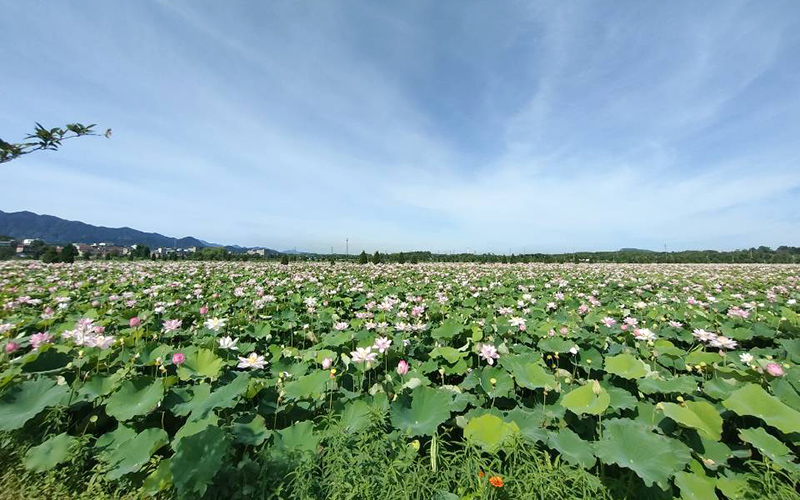 香隅公園荷花池。池州市文旅局供圖