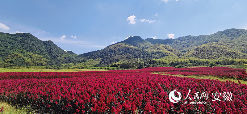 貴池區(qū)羅城村紫薇花海。人民網(wǎng) 胡雨松攝