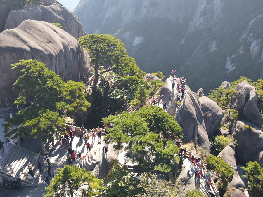 黃山迎客松迎來第五次“體檢”。丁丁攝