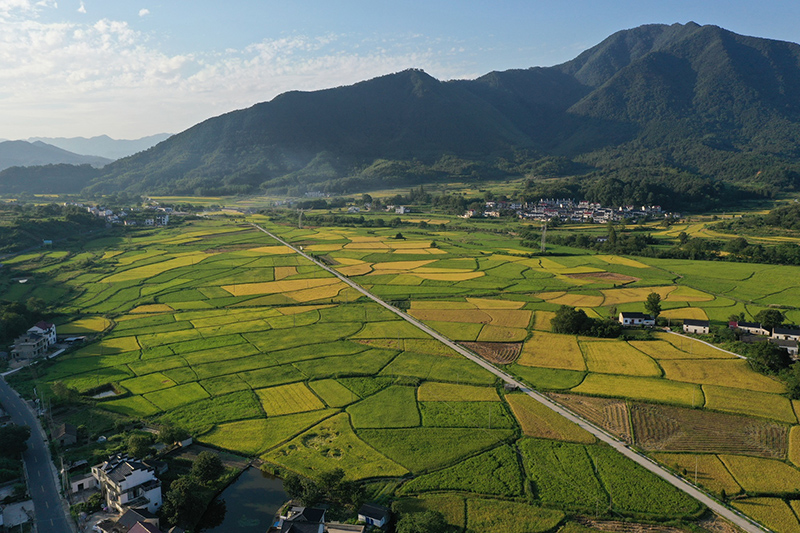 黃山市黃山區(qū)新豐鄉(xiāng)。黃山市交通運(yùn)輸局供圖