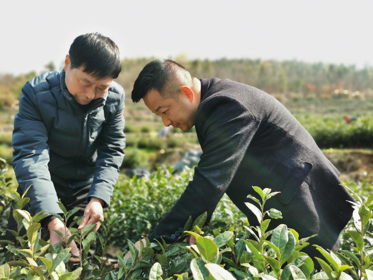 香隅鎮(zhèn)科技特派員（圖左）指導(dǎo)王克有（圖右）茶園管理