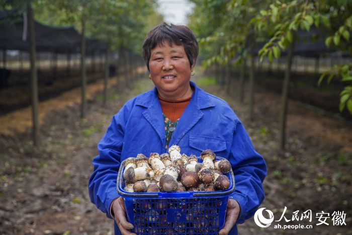 工人展示剛剛采摘的菌菇。人民網(wǎng) 陳若天攝