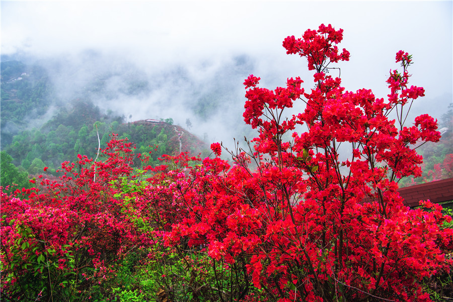 盛開(kāi)的杜鵑花。儲(chǔ)國(guó)安攝