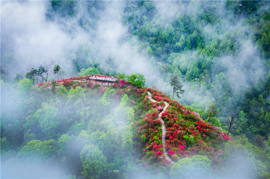 盛開(kāi)的杜鵑花。儲(chǔ)國(guó)安攝