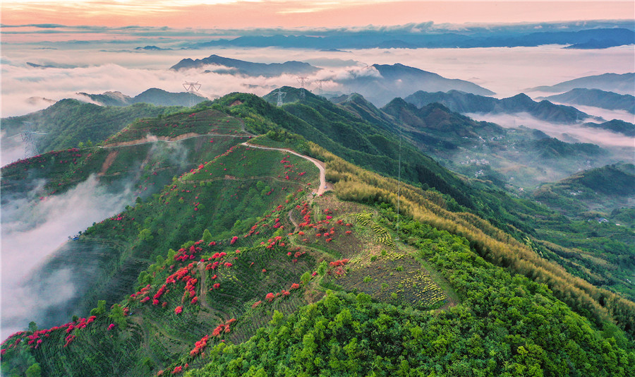 杜鵑花鑲嵌在茶山上。江建興攝