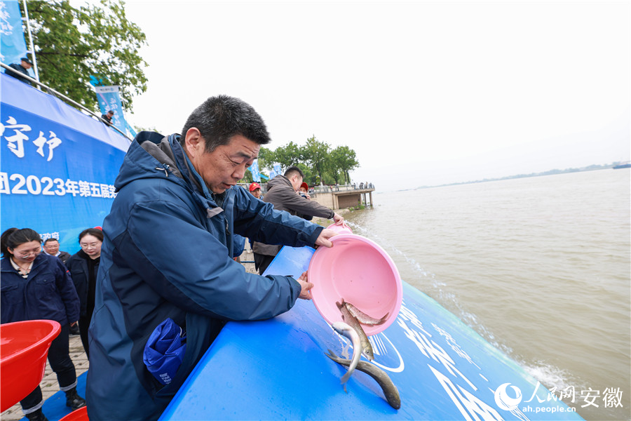 此次增殖放流的魚類既有長江四大家魚，又有珍稀魚種長吻鮠。人民網(wǎng) 張俊攝