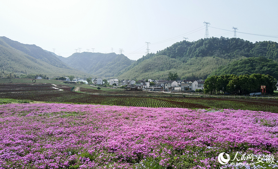 羅城村里的種植的觀光花卉。人民網(wǎng) 王銳攝