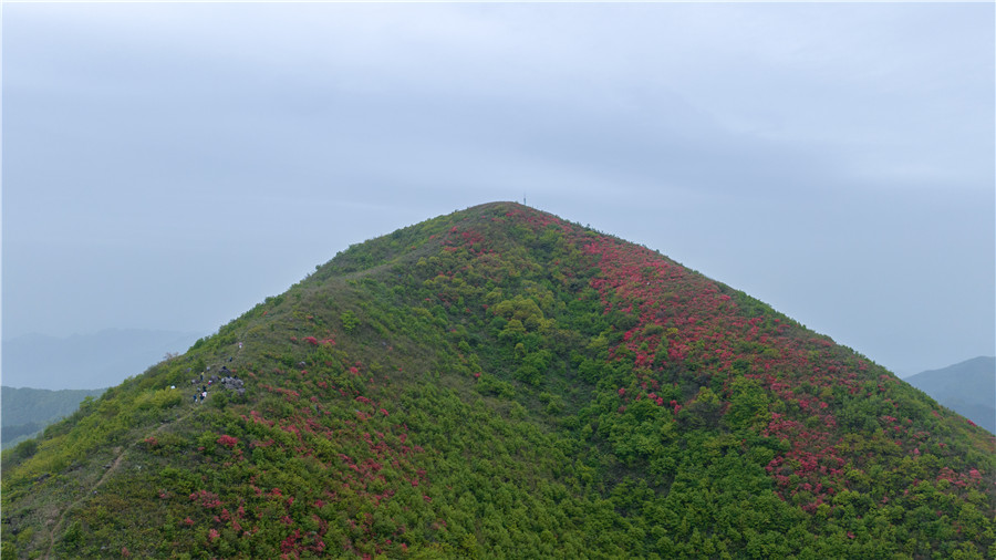 盛開的野生高山映山紅。朱學(xué)文攝