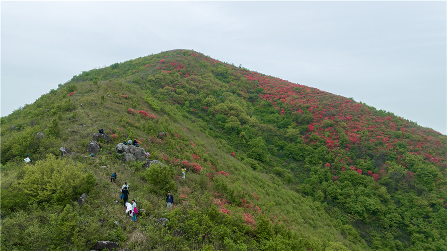 盛開的野生高山映山紅。朱學(xué)文攝