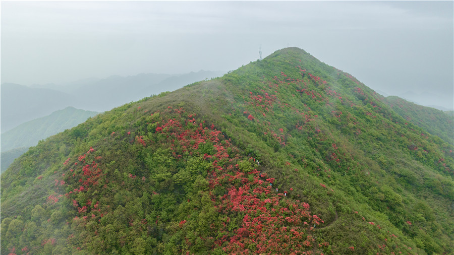 盛開的野生高山映山紅。朱學文攝