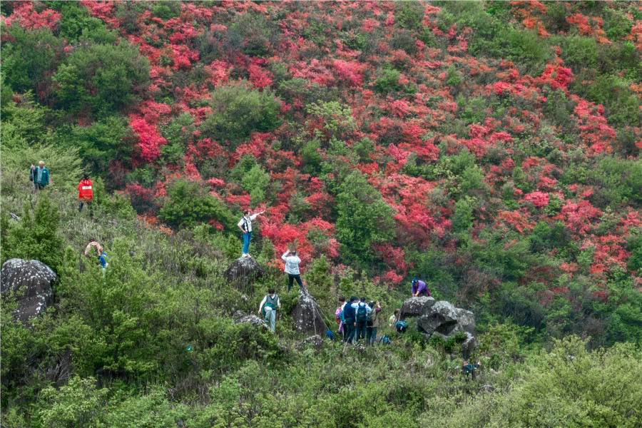 盛開的野生高山映山紅。朱學文攝