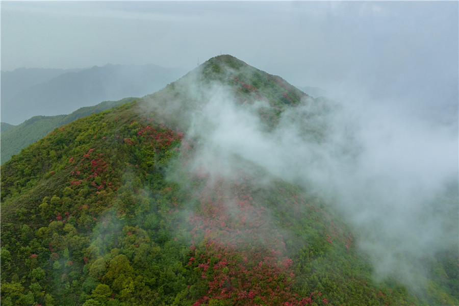 盛開的野生高山映山紅。朱學(xué)文攝