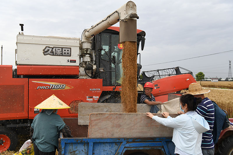 農(nóng)民正在麥?zhǔn)宅F(xiàn)場收割麥子，做到顆粒歸倉。余波 攝