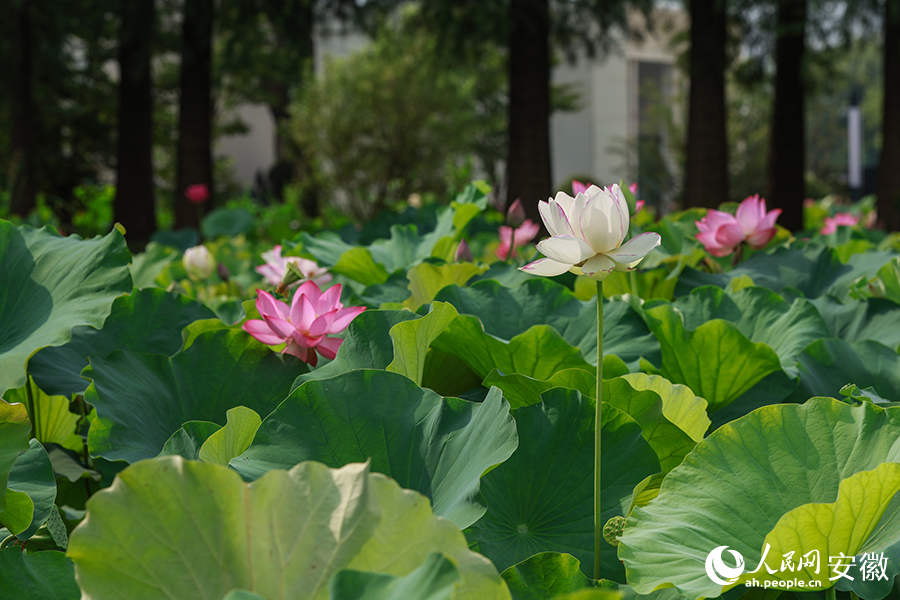 荷花競相開放。人民網(wǎng)記者 張俊攝