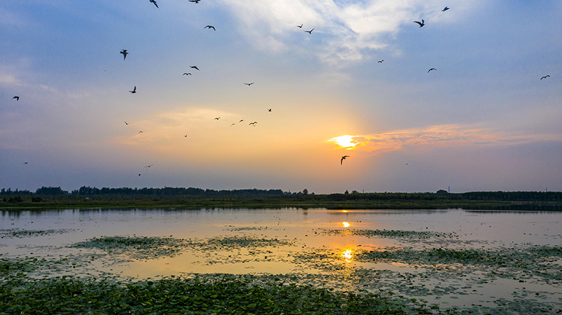 風(fēng)景旖旎的鳳棲湖濕地公園。濉溪縣委宣傳部供圖