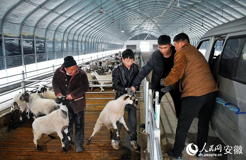 當?shù)匮蛉馍虘魮屬忂\走最后一批山羊。人民網(wǎng)記者 周坤攝