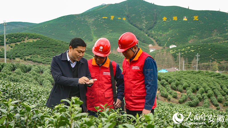 查看茶葉長(zhǎng)勢(shì)。