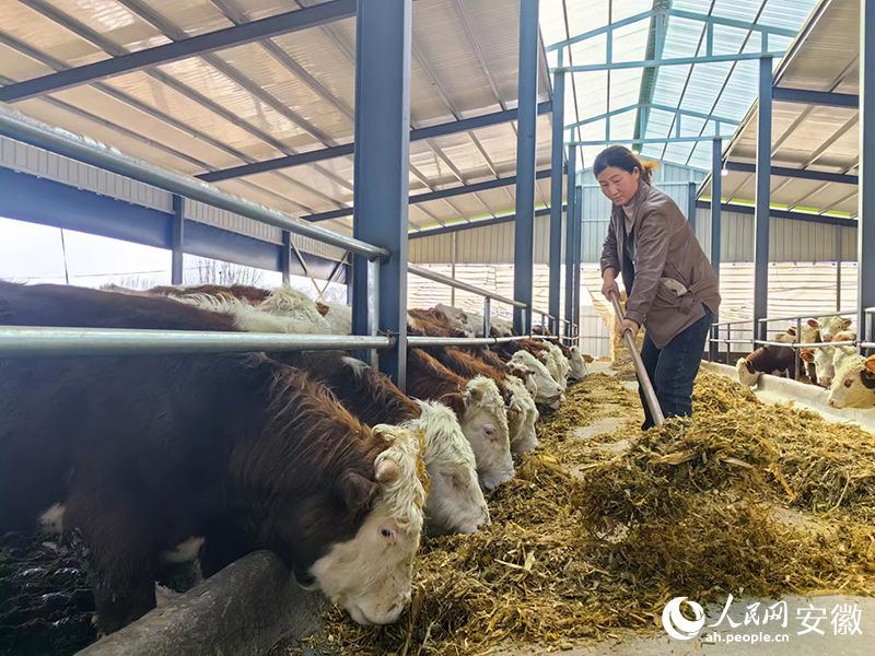 李春俠在給牛添飼料。人民網(wǎng)記者 韓震震攝