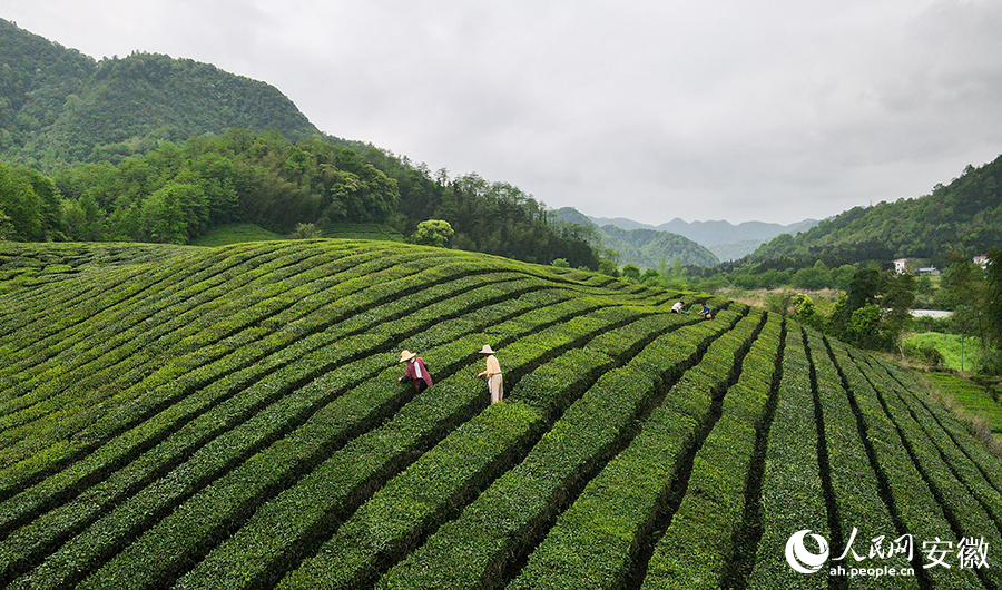 近日，安徽省池州市東至縣近萬(wàn)畝春茶迎來(lái)采摘期。人民網(wǎng)記者 王銳攝