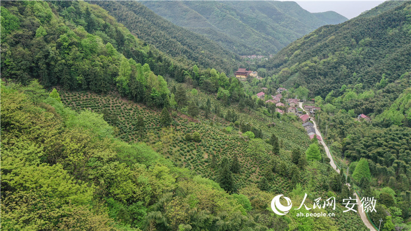 大山深處有茶香。人民網(wǎng)記者 張俊攝