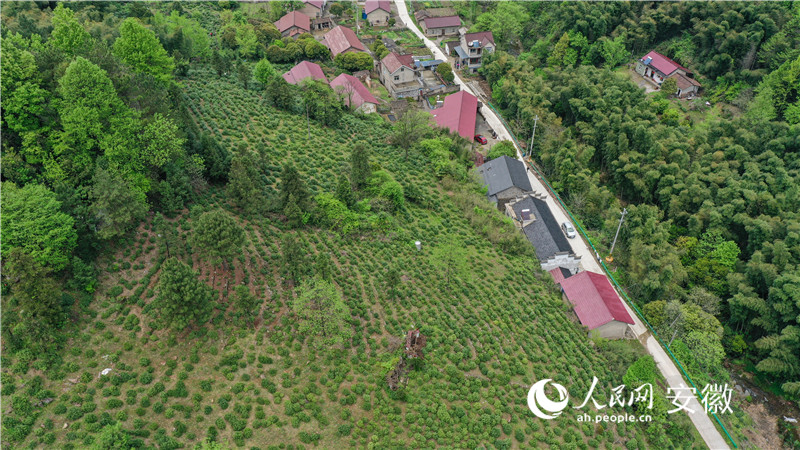 俯瞰藏在深山里的茶園。人民網(wǎng)記者 張俊攝