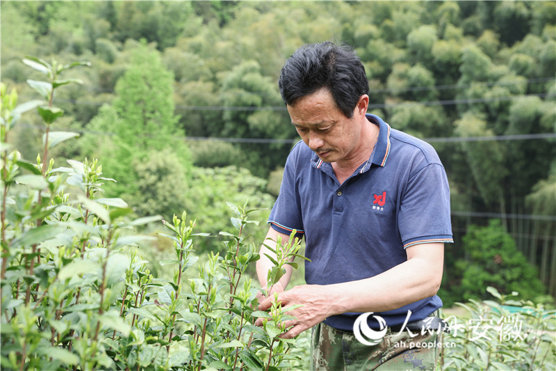 開采以來，吳世林的節(jié)奏就是白天采茶、晚上炒茶。人民網(wǎng)記者 張俊攝