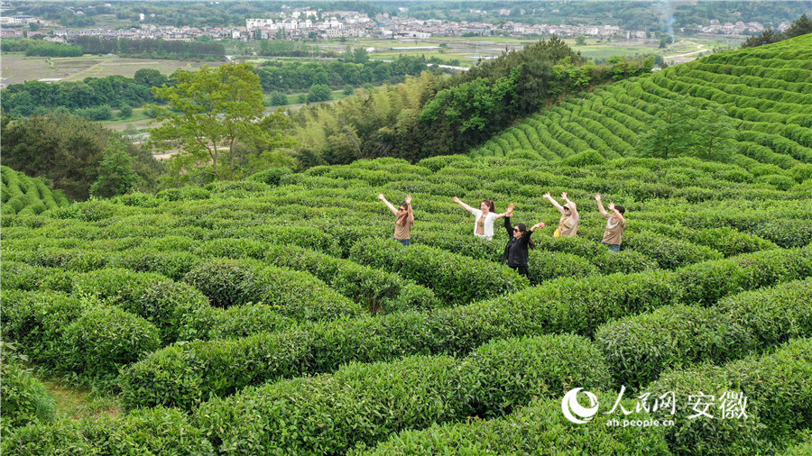游客在云上茶園打卡。人民網(wǎng)記者 張俊攝