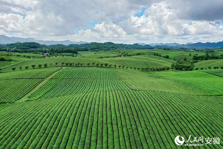俯瞰湄潭縣萬(wàn)畝茶園。人民網(wǎng)記者 陳若天攝