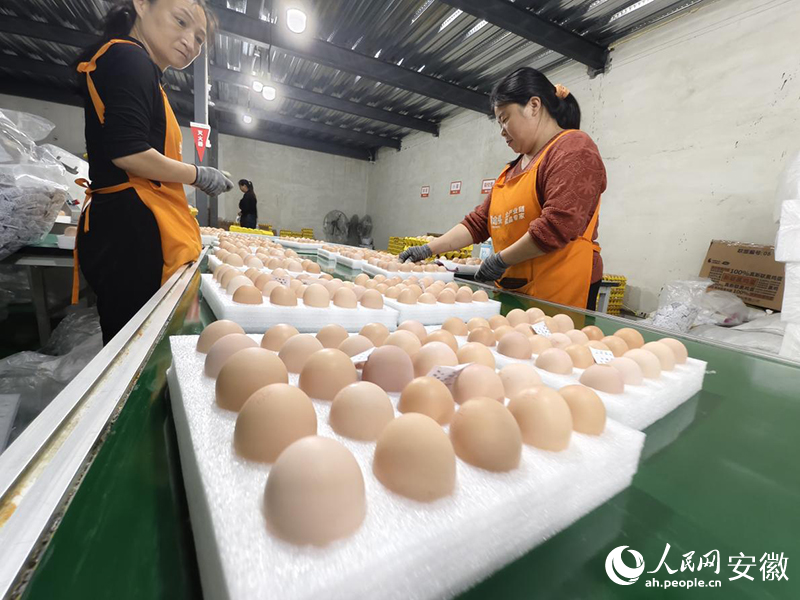 企業(yè)雞蛋流水線。人民網(wǎng) 陶偉攝