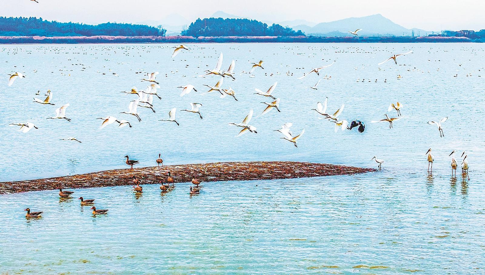 池州市貴池區(qū)十八索自然保護(hù)區(qū)引來候鳥嬉戲