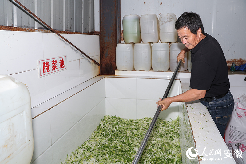 腌制荻港香菜。人民網(wǎng)記者 張俊攝