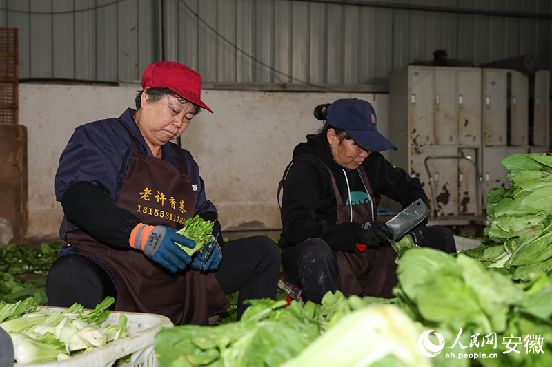 荻港香菜系列產(chǎn)品年產(chǎn)值超6000萬(wàn)。人民網(wǎng)記者 張俊攝