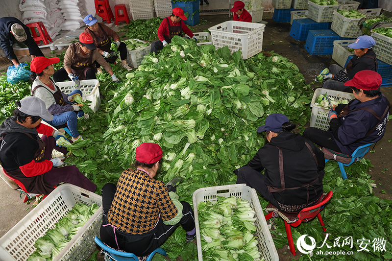 在老許香菜加工廠，工人們正忙著削去菜葉。人民網(wǎng)記者 張俊攝