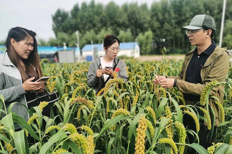 徐興?。ㄓ?）在谷子田中尋找干尖線蟲病害植株，準(zhǔn)備分離鑒定干尖線蟲種類，為防控工作做準(zhǔn)備。受訪者供圖