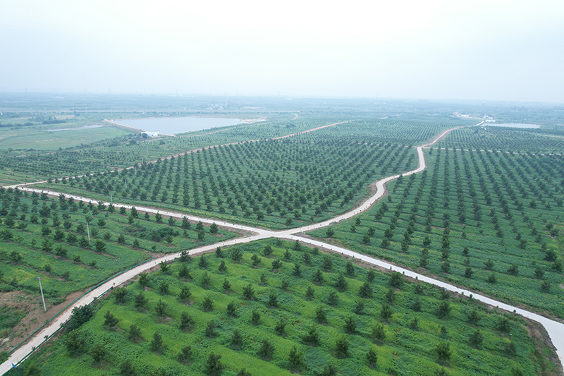 青峰嶺村碧根果種植基地。洽洽集團(tuán)供圖