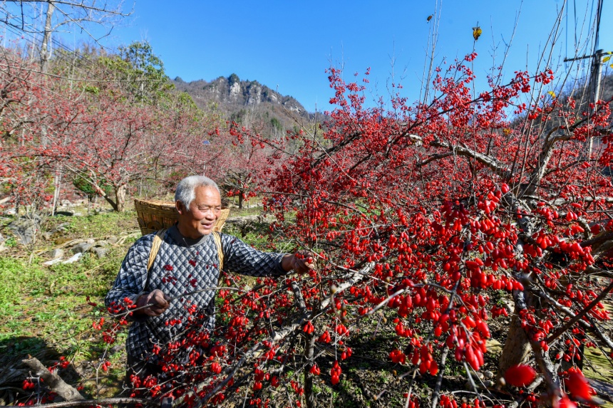 村民采摘山茱萸（資料圖）。陳飛攝