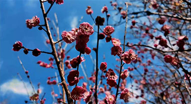 蕪湖南陵：森林公園梅花開(kāi)