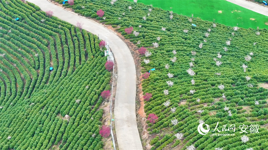 梅花點綴茶園間。人民網(wǎng) 郭昊攝