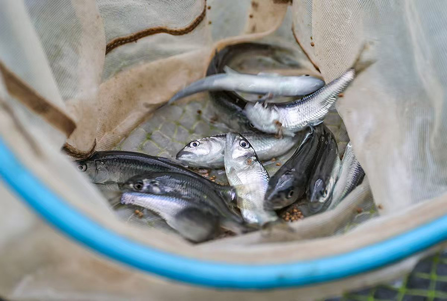 馬口魚(yú)。王文生攝