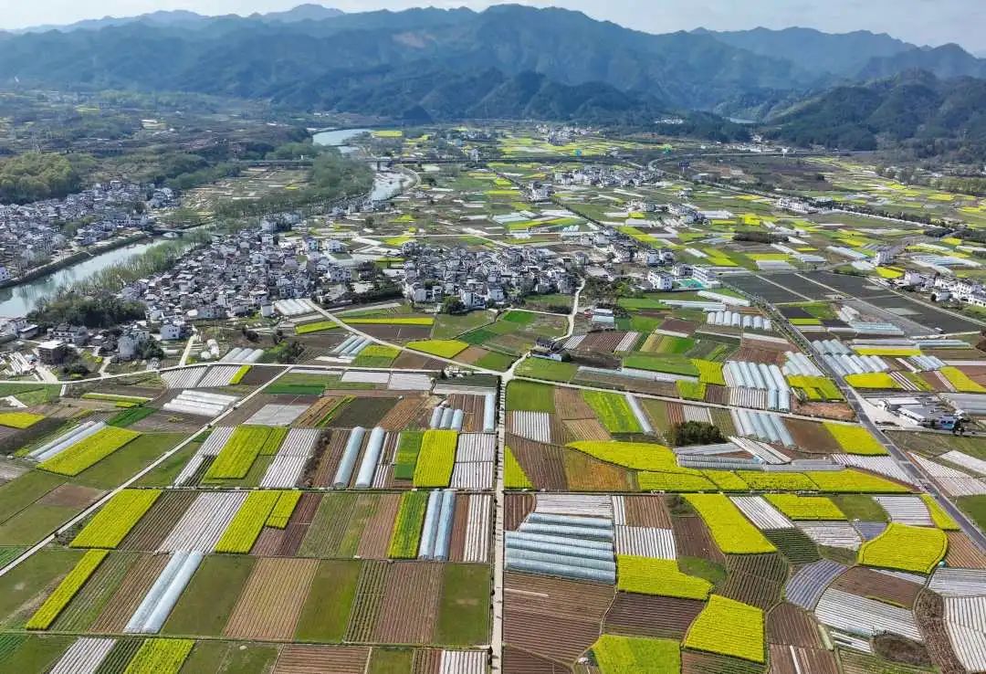 安徽省黃山市徽州區(qū)西溪南鎮(zhèn)，田園春色美。施亞磊攝